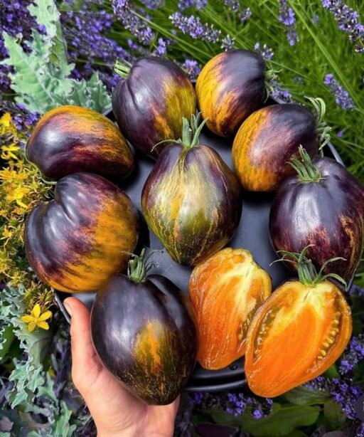 OCHRE VEIL Tomato شتلة طماط