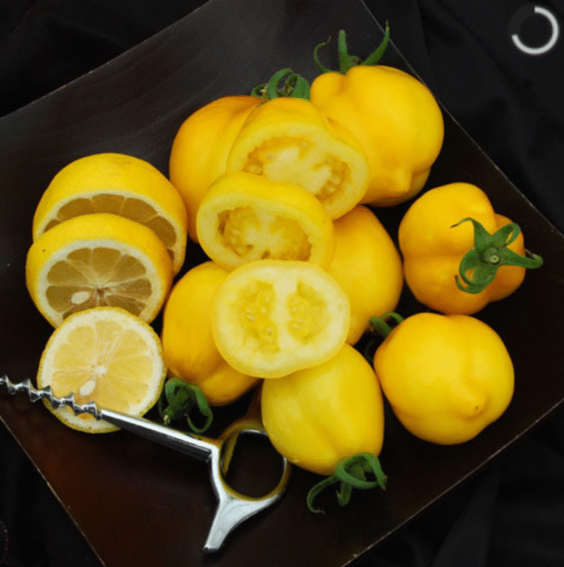 Lemon Tree بذور طماط - Image 2