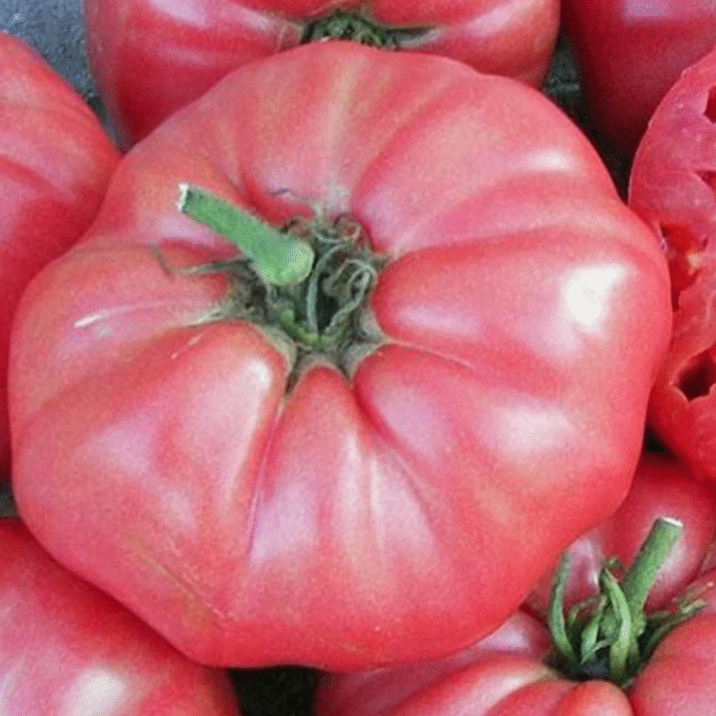 Giant Belgian Pink Heirloom بذور طماط - Image 2