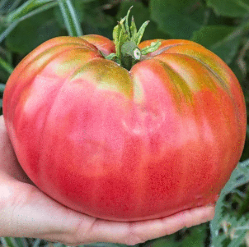 Giant Belgian Pink Heirloom بذور طماط - Image 3