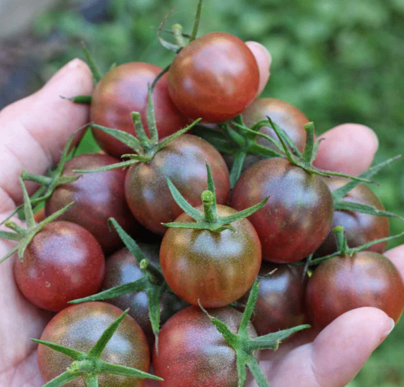 Black Cherry بذور طماط - Image 3
