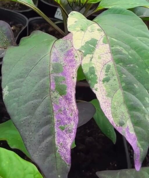 Alternative view of AA. Tricolor شتلة فلفل