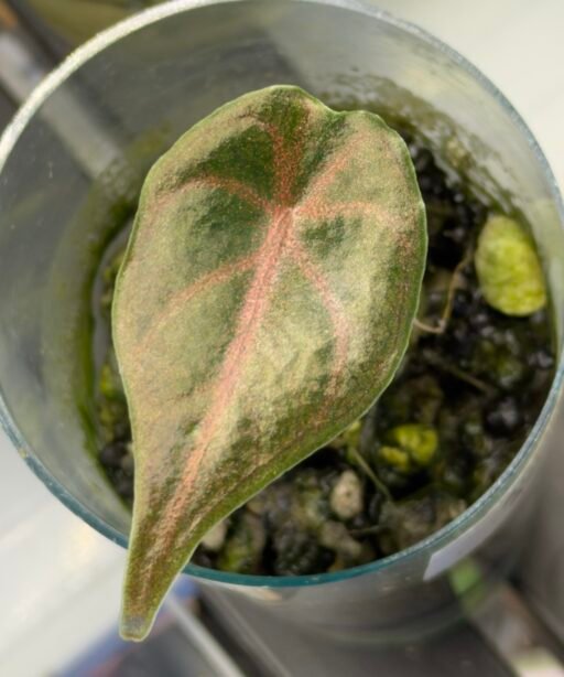 Alocasia AZLANII baby