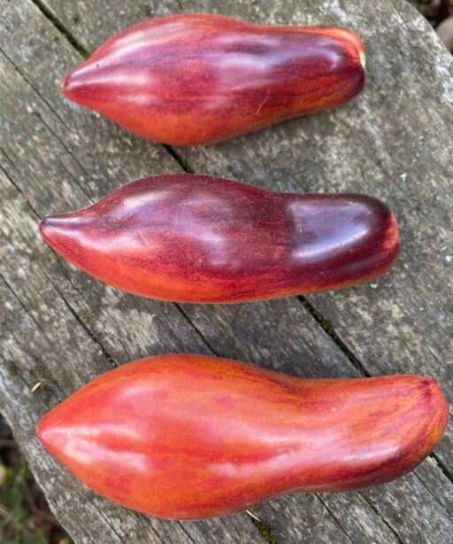 Alternative view of ANTHO PINK PANTHER Dwarf Tomato شتلة طماط