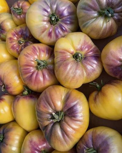 Alternative view of SGT. PEPPERS YELLOW Tomato شتلة طماط