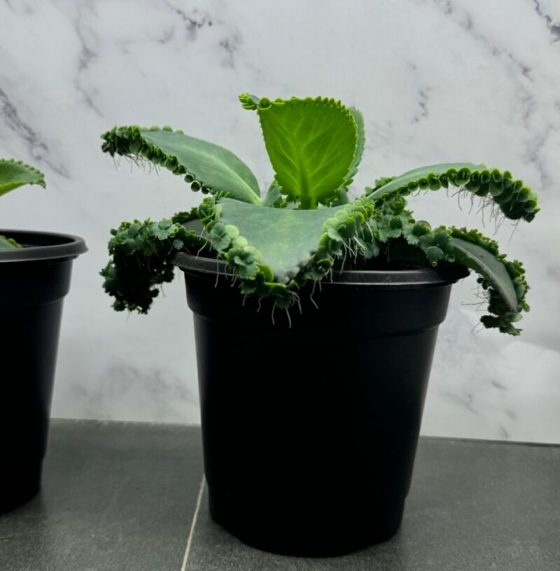 ⁦Mother Of Thousads (Kalanchoe daigremontiana) Large plant⁩ - الصورة ⁦3⁩