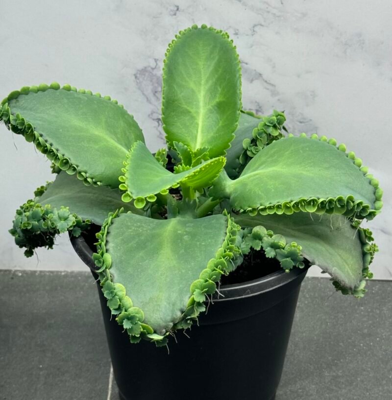 ⁦Mother Of Thousads (Kalanchoe daigremontiana) Large plant⁩ - الصورة ⁦6⁩
