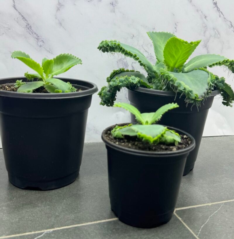 ⁦Mother Of Thousads (Kalanchoe daigremontiana) Large plant⁩ - الصورة ⁦5⁩