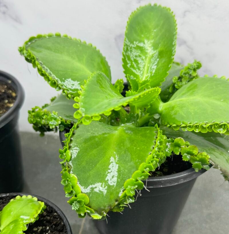 ⁦Mother Of Thousads (Kalanchoe daigremontiana) Large plant⁩ - الصورة ⁦4⁩