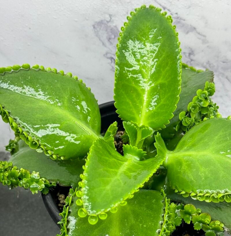 ⁦Mother Of Thousads (Kalanchoe daigremontiana) Large plant⁩ - الصورة ⁦10⁩