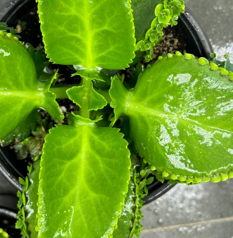 ⁦Mother Of Thousads (Kalanchoe daigremontiana) Large plant⁩ - الصورة ⁦9⁩