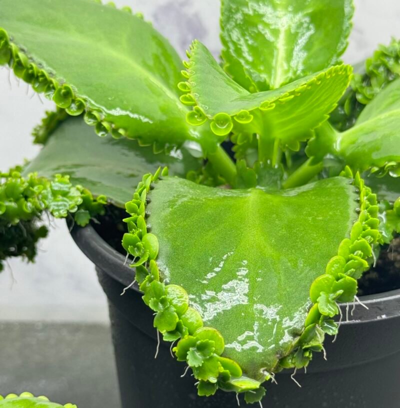 Mother Of Thousads (Kalanchoe daigremontiana) Large plant