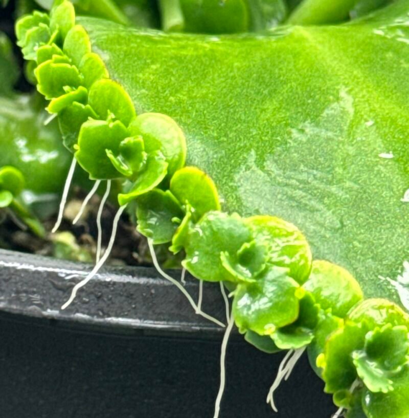 ⁦Mother Of Thousads (Kalanchoe daigremontiana) Large plant⁩ - الصورة ⁦8⁩