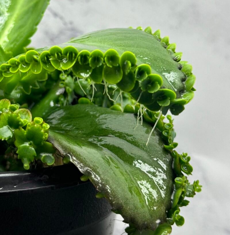 ⁦Mother Of Thousads (Kalanchoe daigremontiana) Large plant⁩ - الصورة ⁦7⁩
