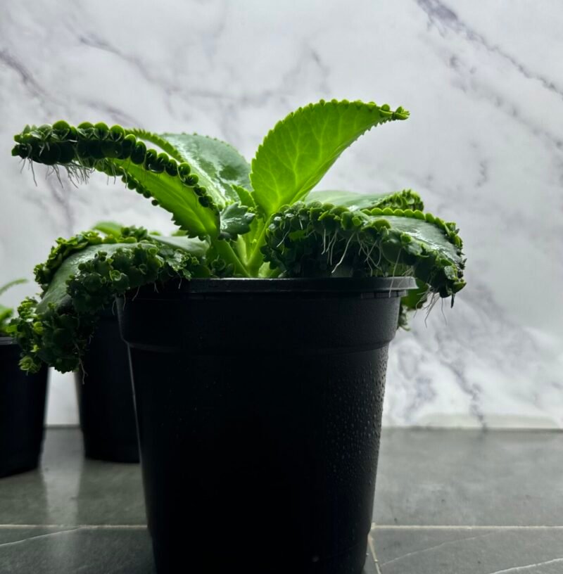 ⁦Mother Of Thousads (Kalanchoe daigremontiana) Large plant⁩ - الصورة ⁦12⁩