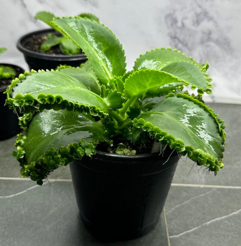 ⁦Mother Of Thousads (Kalanchoe daigremontiana) Large plant⁩ - الصورة ⁦15⁩