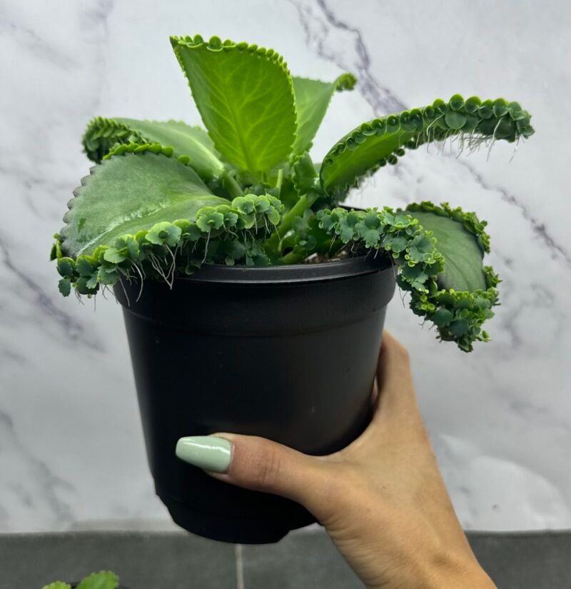 ⁦Mother Of Thousads (Kalanchoe daigremontiana) Large plant⁩ - الصورة ⁦2⁩