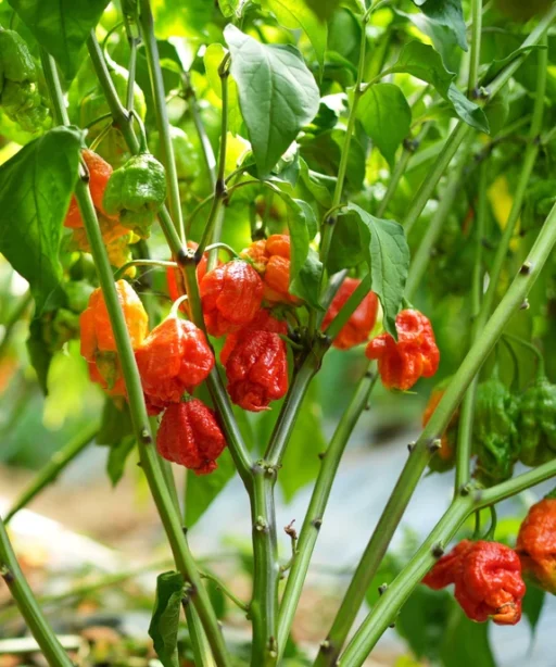 Alternative view of Carolina Reaper Red  شتلة فلفل