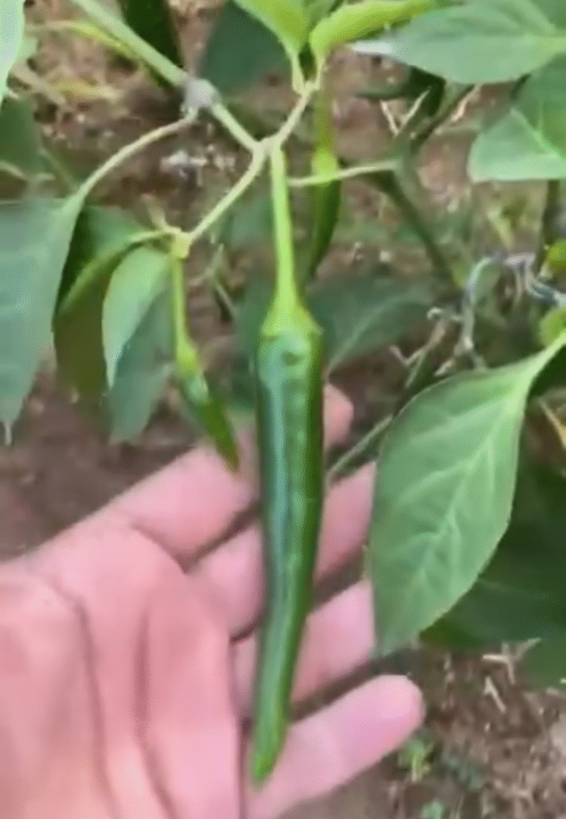 Aseel signature   بذور فلفل حار 🌶️🌶️🌶️ - Image 6