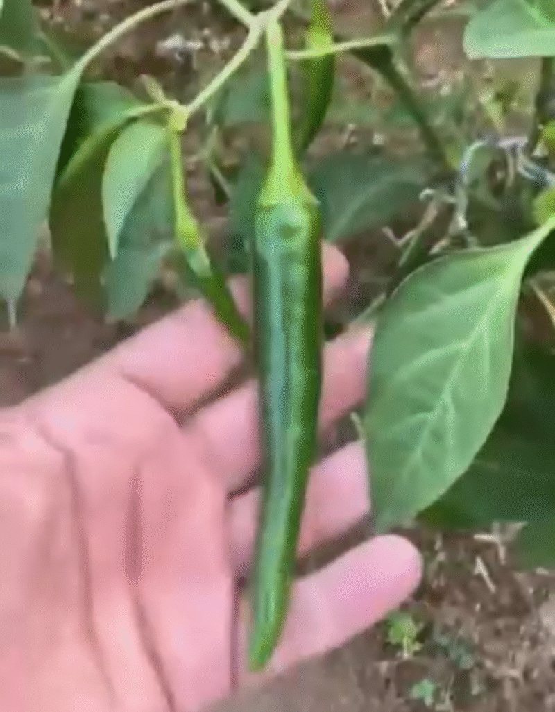 Aseel signature   بذور فلفل حار 🌶️🌶️🌶️ - Image 5