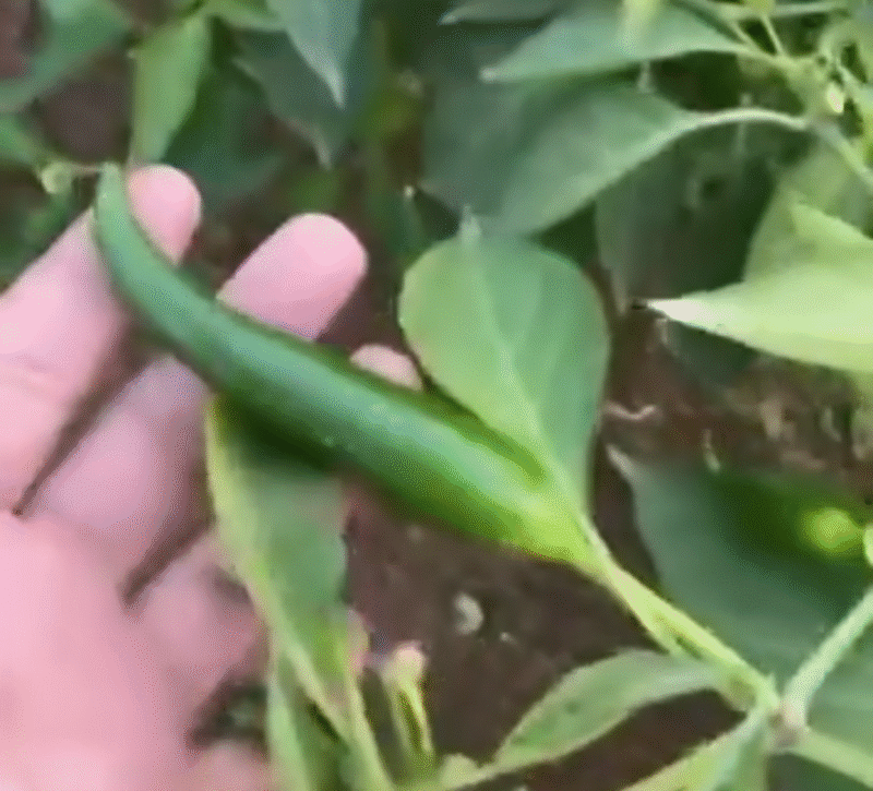 Aseel signature   بذور فلفل حار 🌶️🌶️🌶️ - Image 4