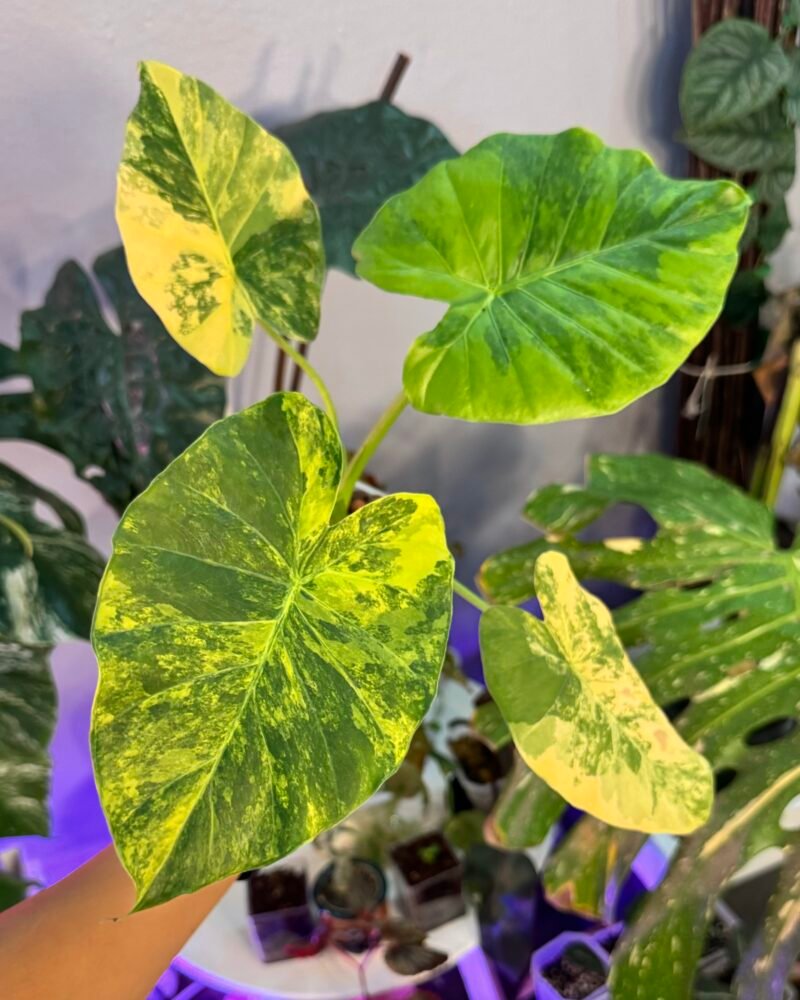 Alocasia gageana Aurea var. - (corm)