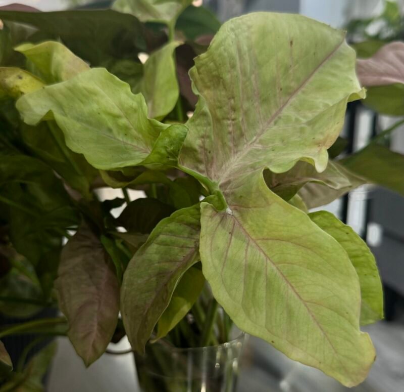 ⁦Syngonium Pink⁩ - الصورة ⁦9⁩