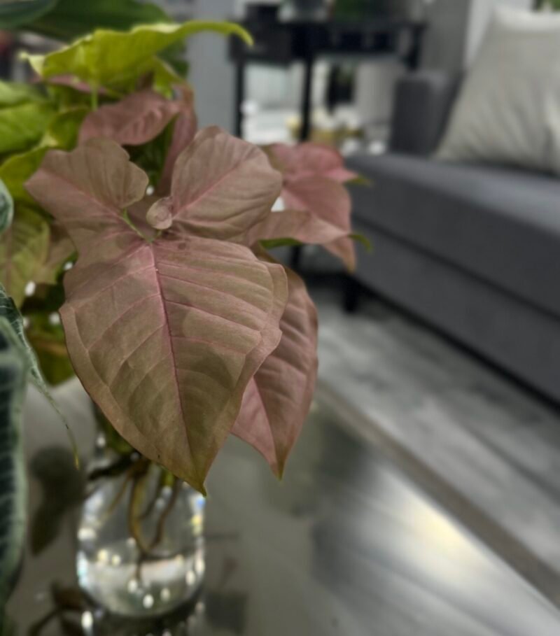 ⁦Syngonium Pink⁩ - الصورة ⁦2⁩