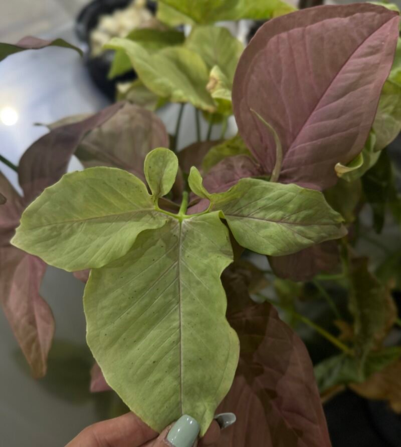 ⁦Syngonium Pink⁩ - الصورة ⁦8⁩