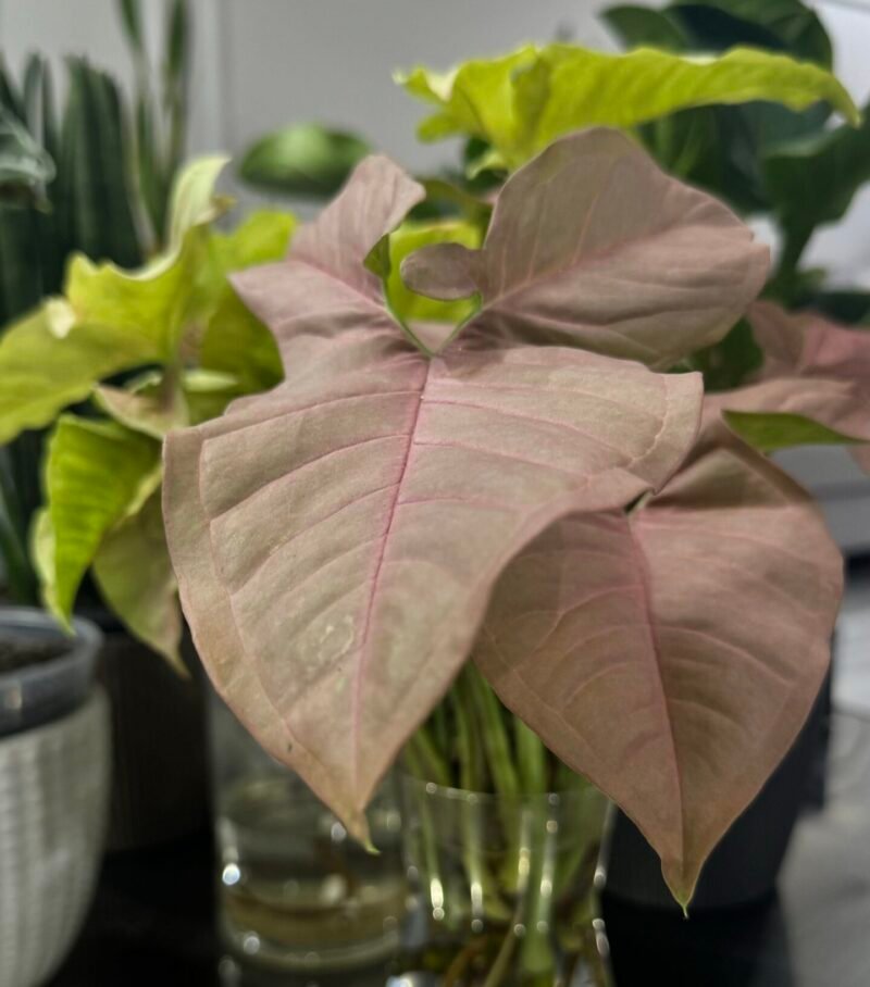 ⁦Syngonium Pink⁩ - الصورة ⁦3⁩