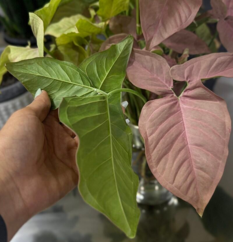 ⁦Syngonium Pink⁩ - الصورة ⁦7⁩