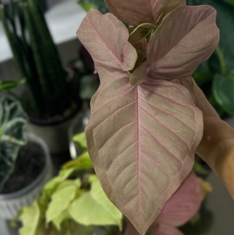 ⁦Syngonium Pink⁩ - الصورة ⁦5⁩