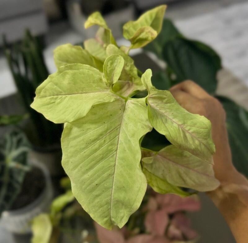 ⁦Syngonium Pink⁩ - الصورة ⁦6⁩
