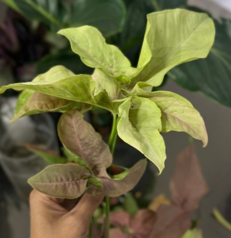 ⁦Syngonium Pink⁩ - الصورة ⁦4⁩