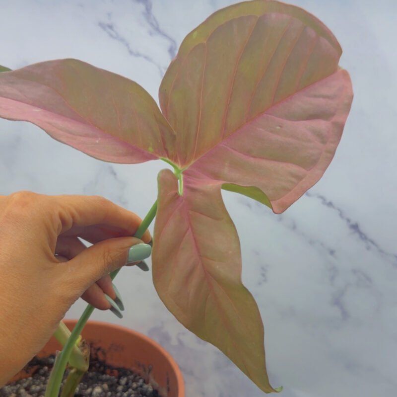 ⁦Syngonium Pink⁩ - الصورة ⁦10⁩