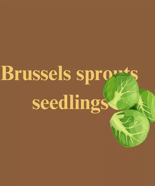Brussels Sprouts Seedings