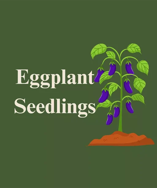 Eggplant Seedings