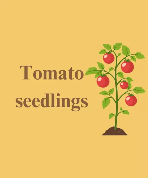 Tomato Seedings