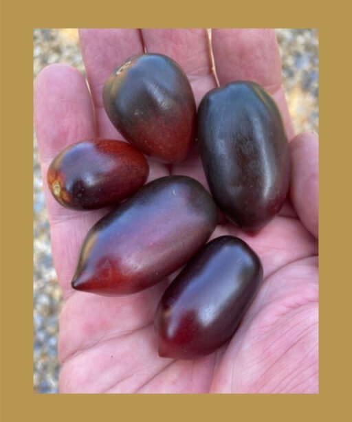 BLACK KUMQUAT بذور طماط