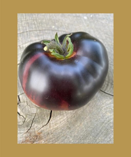Black beauty بذور طماط