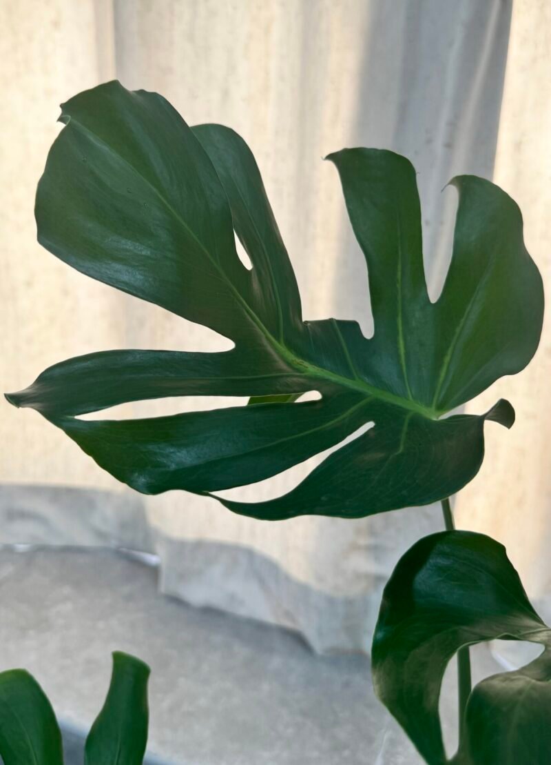 Monstera deliciosa - Image 3