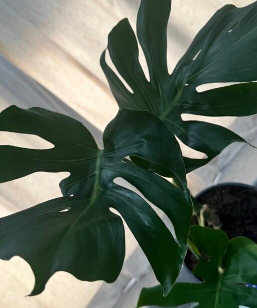 Monstera deliciosa
