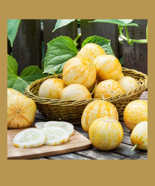 Lemon Cucumber  شتلة خيار الليمون