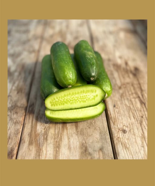 Mini Cucumber شتلة خيار