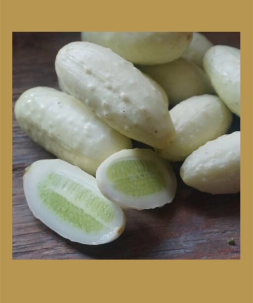 Cat White Cucumber شتلة خيار