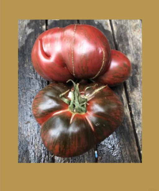 Blood moon tomato شتلة طماط