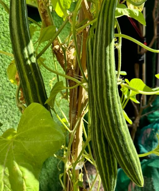 Alternative view of Striped Armenian Cucumber شتلة خيار