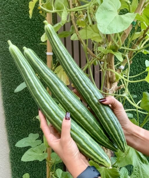 Striped Armenian Cucumber شتلة خيار