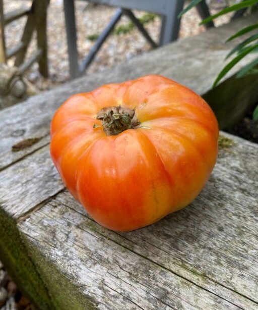 Alternative view of AA Rufus Rainbow tomato شتلة طماط