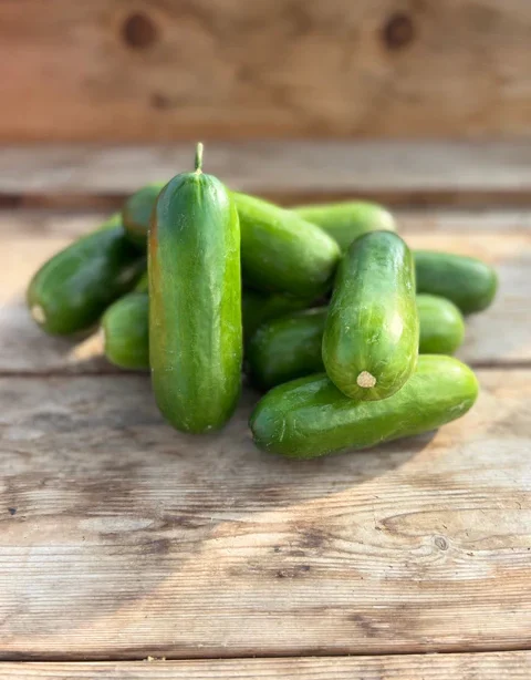 Alternative view of Baby Cucumber شتلة خيار